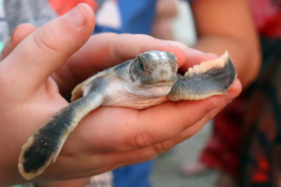 Yoko Village announces a group effort to help the liberation of turtles in Montezuma -ASVO-
